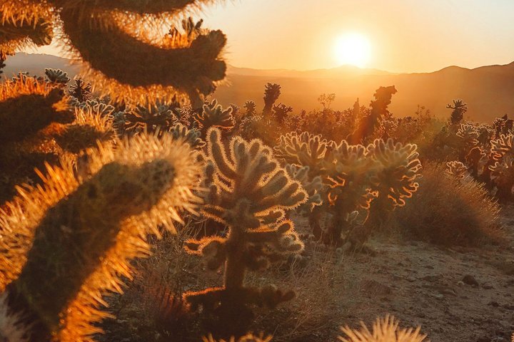 Excursión de un día al Parque Nacional Joshua Tree desde Los Ángeles
