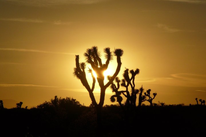 Excursión de un día al Parque Nacional Joshua Tree desde Los Ángeles