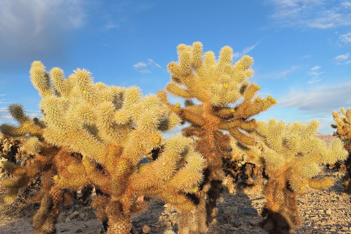 Excursión de un día al Parque Nacional Joshua Tree desde Los Ángeles