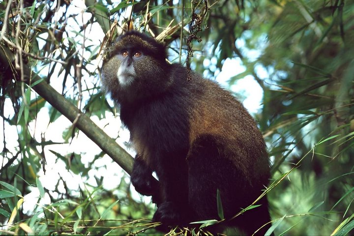 Een dag Golden Monkey Trekking in Volcanoes National Park