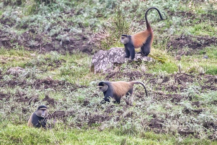 Een dag Golden Monkey Trekking in Volcanoes National Park