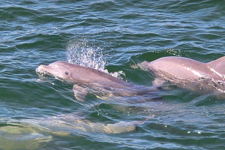 Crociera con delfini condivisi a Pensacola Beach | Frisky Mermaid
