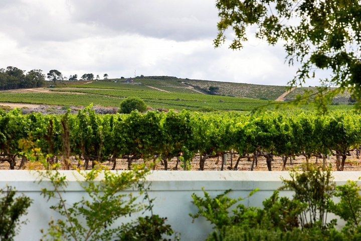 Excursión de medio día a Stellenbosch Winelands desde Ciudad del Cabo