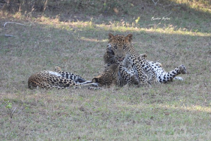 Safari speciale Leopardo ed elefante al Parco nazionale di Yala