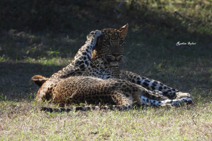 Safari speciale Leopardo ed elefante al Parco nazionale di Yala