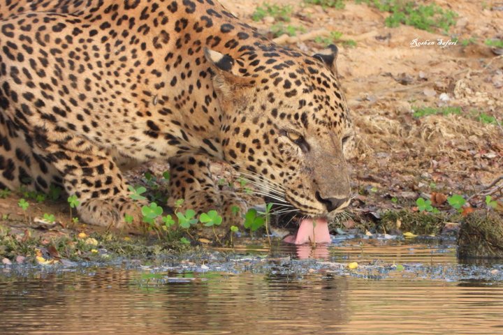 Safari speciale Leopardo ed elefante al Parco nazionale di Yala