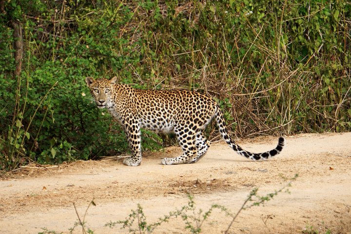 Safari speciale Leopardo ed elefante al Parco nazionale di Yala