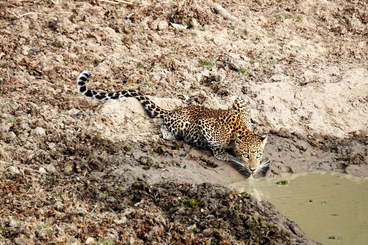 Safari speciale Leopardo ed elefante al Parco nazionale di Yala