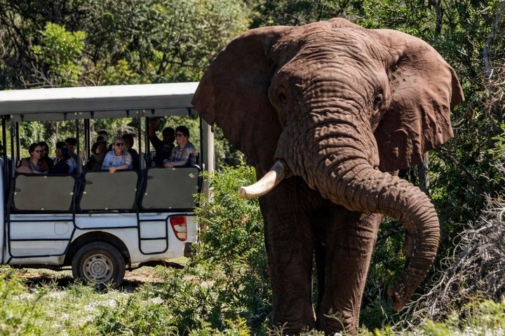 2 Tage Addo Elephant und Schotia Safari ab Port Elizabeth