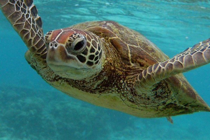 Natación con tortugas marinas y bosque de Jozani en Zanzíbar