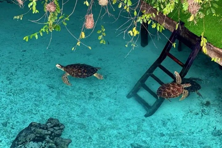 Natación con tortugas marinas y bosque de Jozani en Zanzíbar