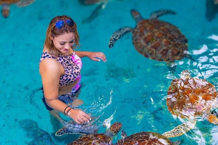 Natación con tortugas marinas y bosque de Jozani en Zanzíbar