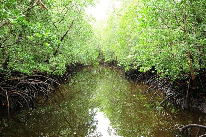 Natación con tortugas marinas y bosque de Jozani en Zanzíbar