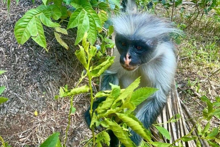 Natación con tortugas marinas y bosque de Jozani en Zanzíbar