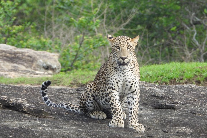 Safari speciale Leopardo ed elefante al Parco nazionale di Yala