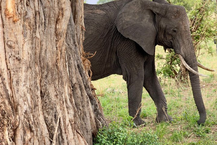 3 - Jours Serengeti & Ngorongoro Crater Safari Big Five Experience