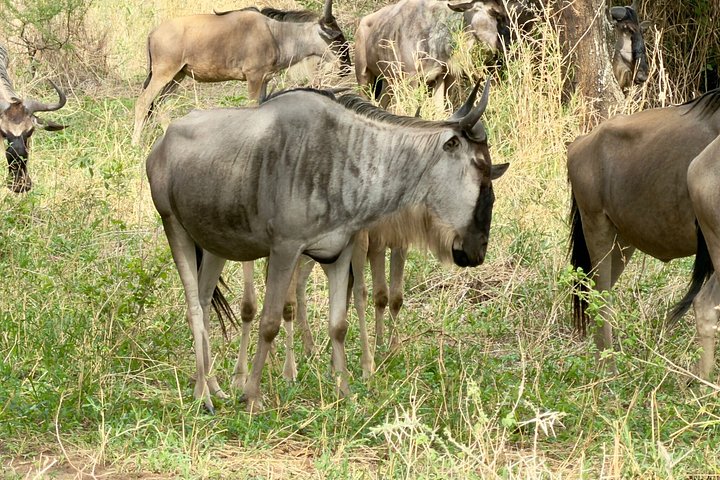 3 - Jours Serengeti & Ngorongoro Crater Safari Big Five Experience