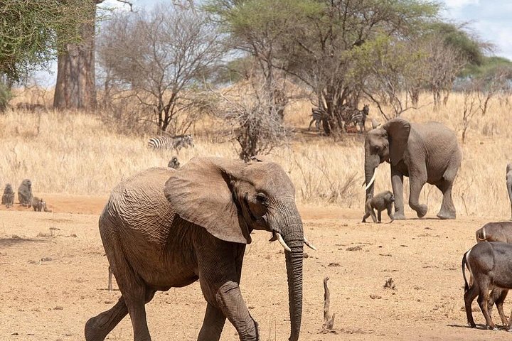 3 - Jours Serengeti & Ngorongoro Crater Safari Big Five Experience