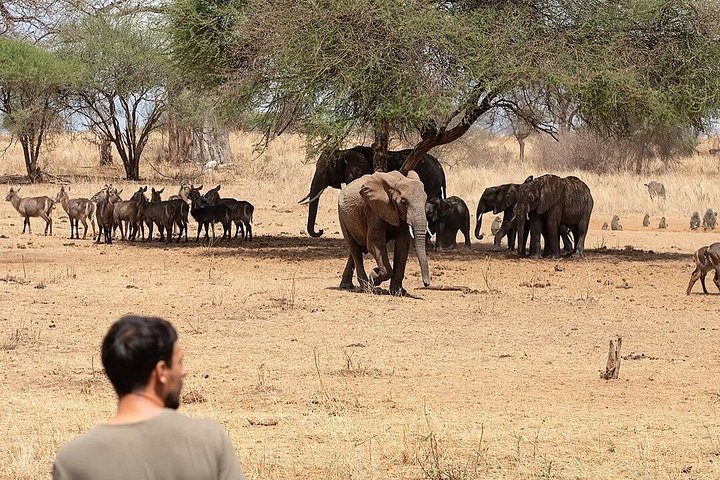 3 - Jours Serengeti & Ngorongoro Crater Safari Big Five Experience