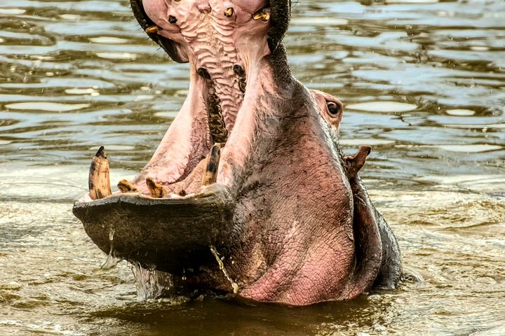 3 - Jours Serengeti & Ngorongoro Crater Safari Big Five Experience