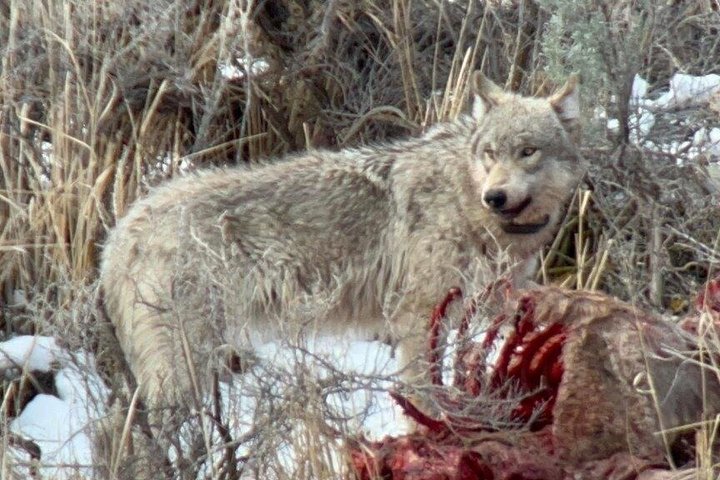 Safari privado de lobo y vida silvestre Yellowstone desde Bozeman