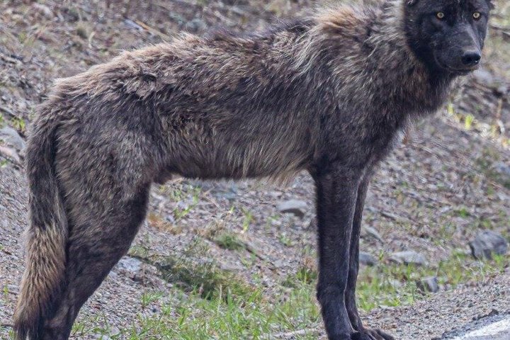 Safari privado de lobo y vida silvestre Yellowstone desde Bozeman