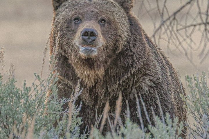 Safari privado de lobo y vida silvestre Yellowstone desde Bozeman