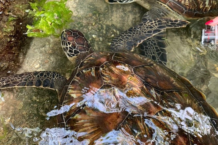 Natación con tortugas marinas y bosque de Jozani en Zanzíbar