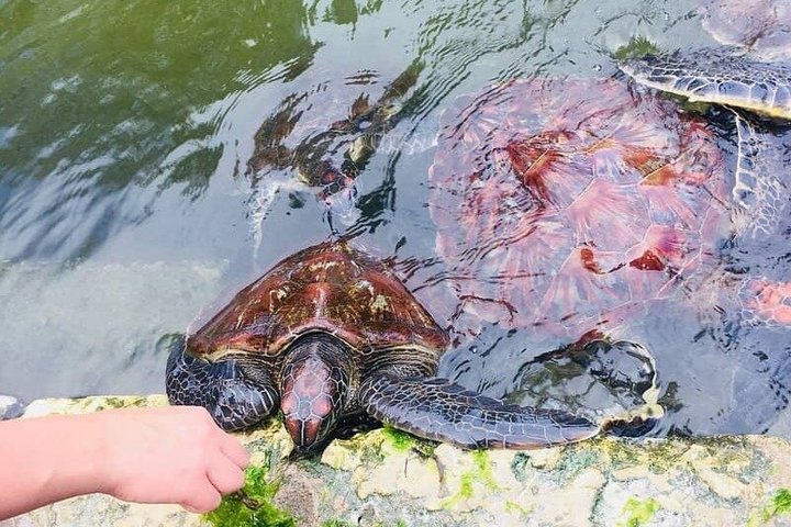 Natación con tortugas marinas y bosque de Jozani en Zanzíbar