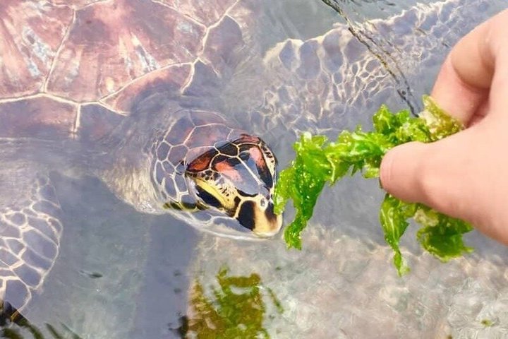 Natación con tortugas marinas y bosque de Jozani en Zanzíbar