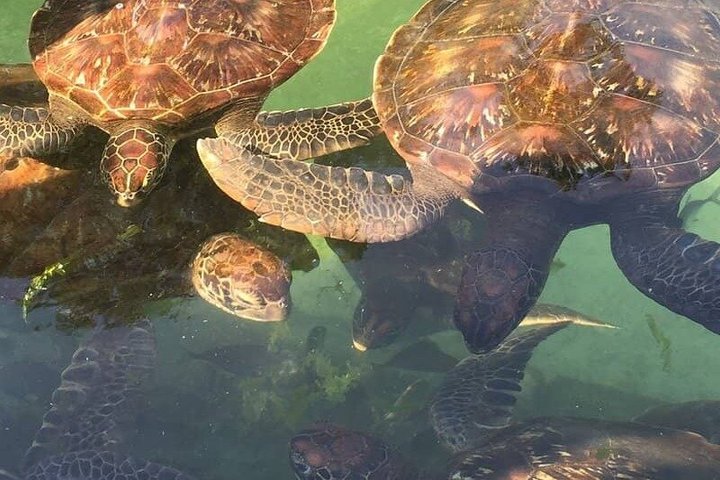 Natación con tortugas marinas y bosque de Jozani en Zanzíbar