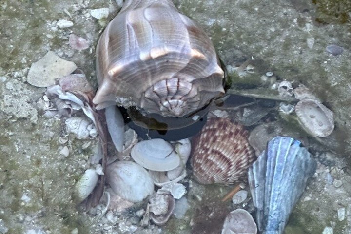 4-timers Egmont Key Island Tour med delfiner og snorkling inkluderet