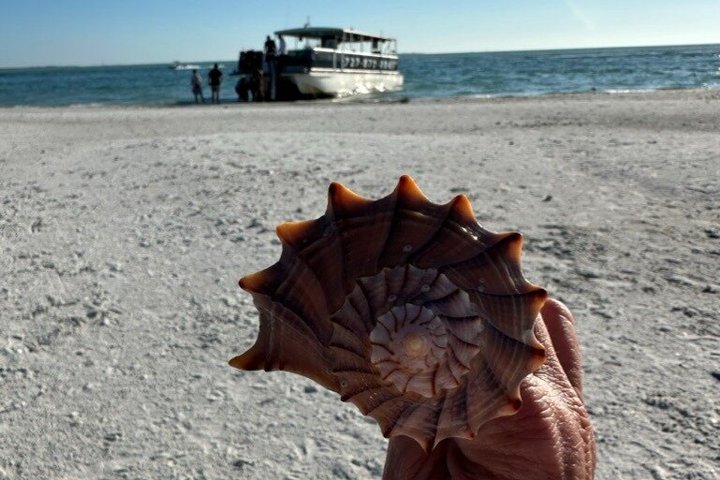 4-timers Egmont Key Island Tour med delfiner og snorkling inkluderet