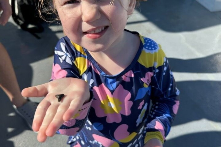 4-timers Egmont Key Island Tour med delfiner og snorkling inkluderet