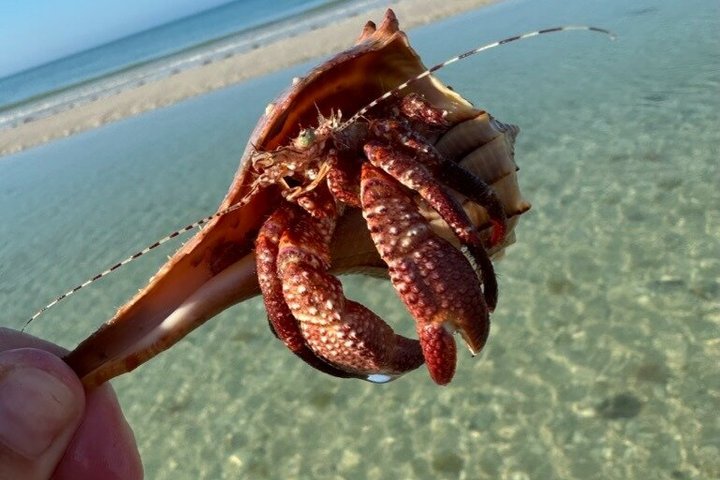 4-timers Egmont Key Island Tour med delfiner og snorkling inkluderet