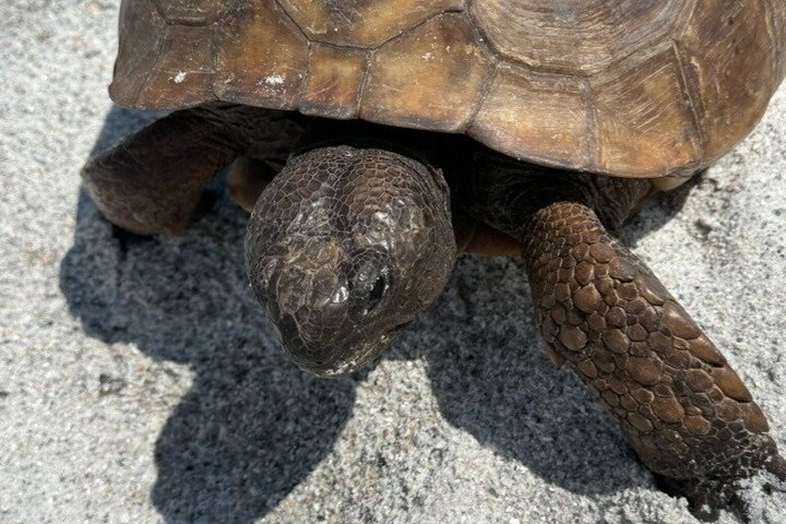 4-timers Egmont Key Island Tour med delfiner og snorkling inkluderet