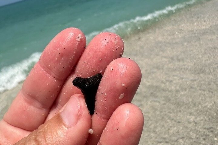4-timers Egmont Key Island Tour med delfiner og snorkling inkluderet