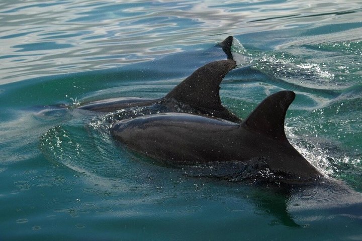 Cathedral Cove Scenic Cruises Explore cavernas e costa