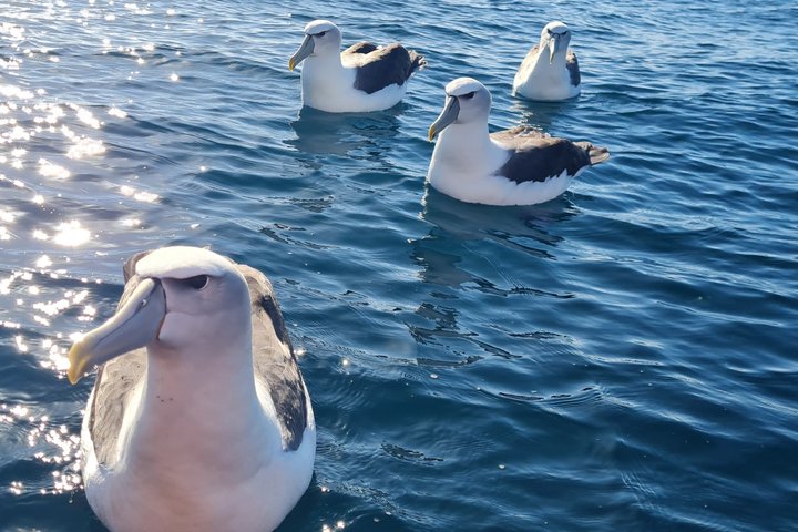 Haven-, albatros- en wildlife-cruise in de haven van Otago