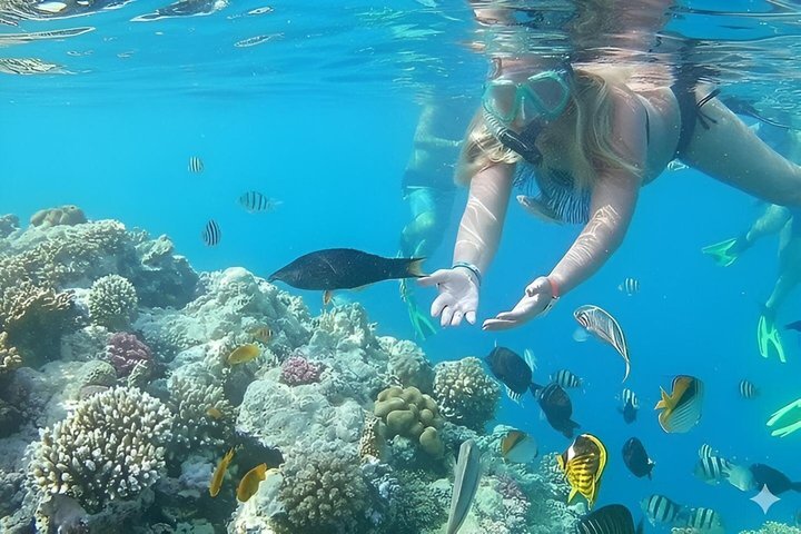 Snorkeling sull'isola di Tiran, crociera subacquea e pranzo - Sharm el Sheik