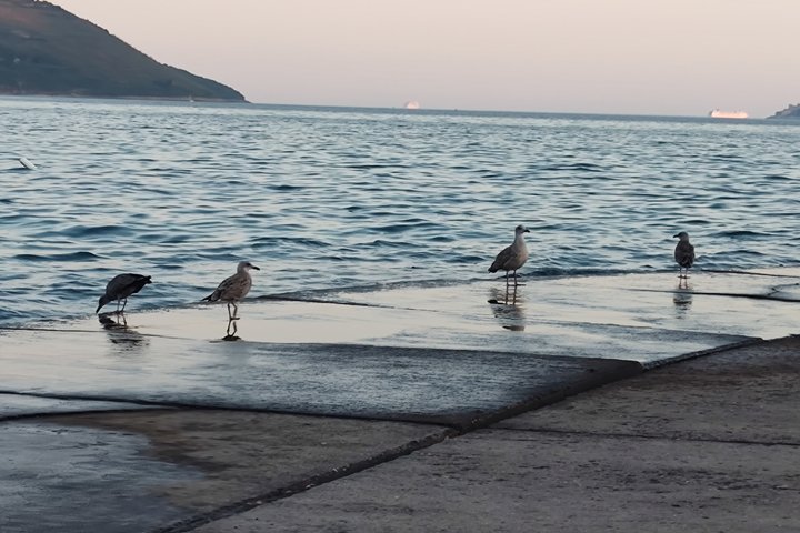 Boka Bay Private guidet tur Herceg Novi Perast og Kotor med bil
