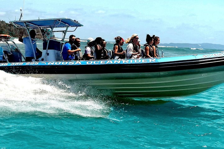 Crucero de avistamiento de ballenas Noosa – Aventura de ballenas jorobadas