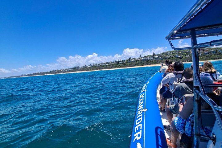 Crucero de avistamiento de ballenas Noosa – Aventura de ballenas jorobadas