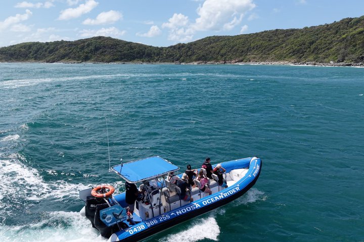Crucero de avistamiento de ballenas Noosa – Aventura de ballenas jorobadas