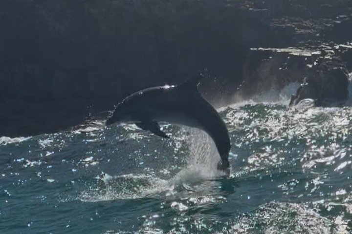 Crucero de avistamiento de ballenas Noosa – Aventura de ballenas jorobadas