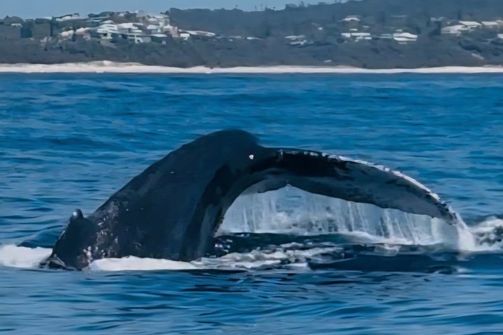 Crucero de avistamiento de ballenas Noosa – Aventura de ballenas jorobadas