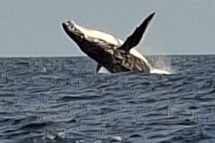 Crucero de avistamiento de ballenas Noosa – Aventura de ballenas jorobadas