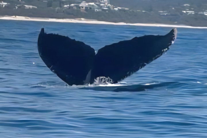 Crucero de avistamiento de ballenas Noosa – Aventura de ballenas jorobadas