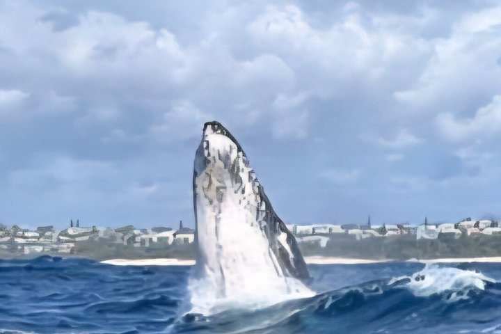 Crucero de avistamiento de ballenas Noosa – Aventura de ballenas jorobadas