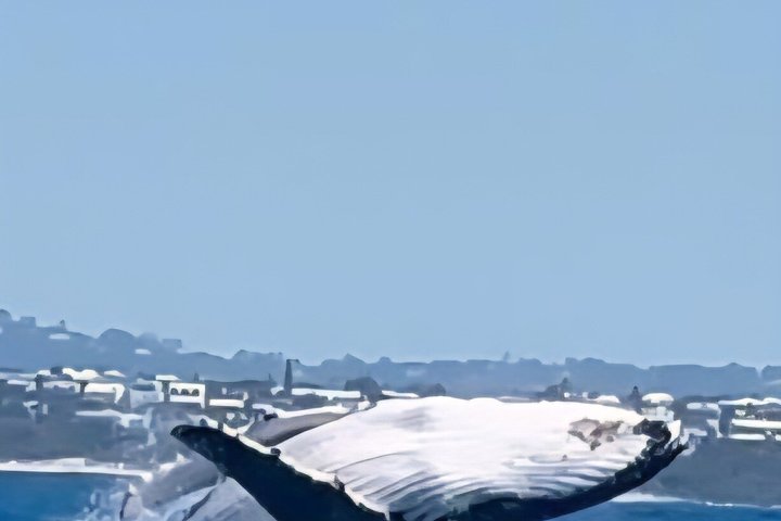 Crucero de avistamiento de ballenas Noosa – Aventura de ballenas jorobadas